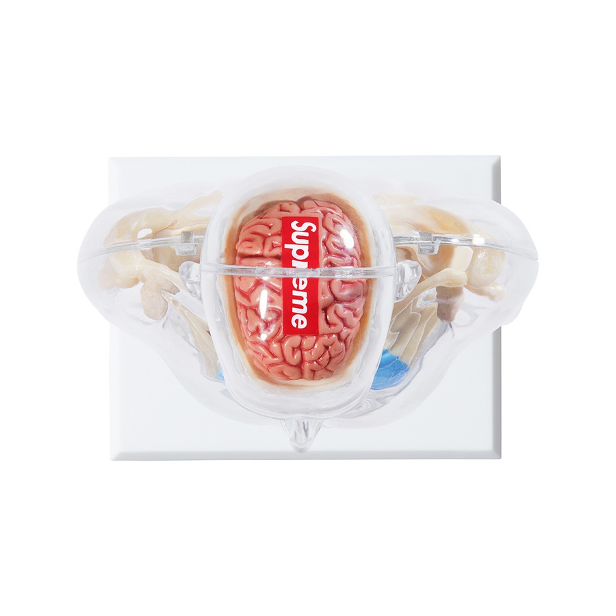 Supreme Male Anatomy Model (FW18) - Clear - $46