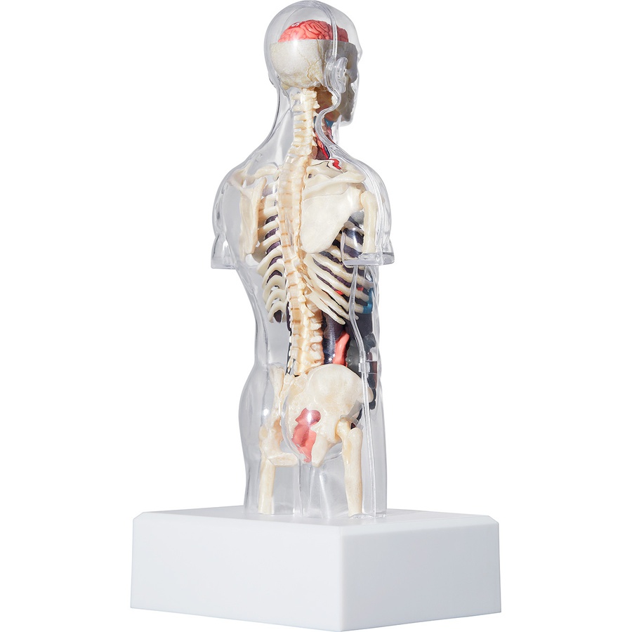 Supreme Male Anatomy Model (FW18) - Clear - $46