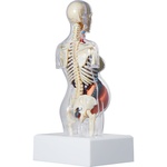 Supreme Female Anatomy Model (FW18) - Clear